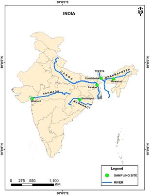 Genetic characterization of minor carp (Labeo gonius) from Indian rivers revealed through mitochondrial ATPase 6/8 and D-loop region analysis: implications for conservation and management